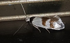 Antipterna trilicella