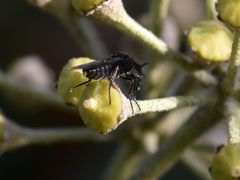Dilophus febrilis