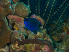 Pomacentrus burroughi