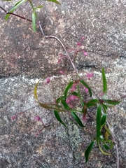 Secamone
