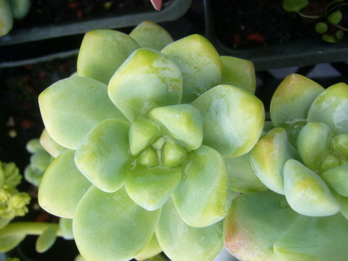 Sedum treleasei