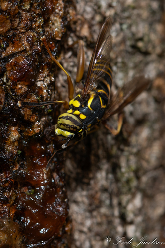 Unknown species found near Parkview Trail, MD, USA