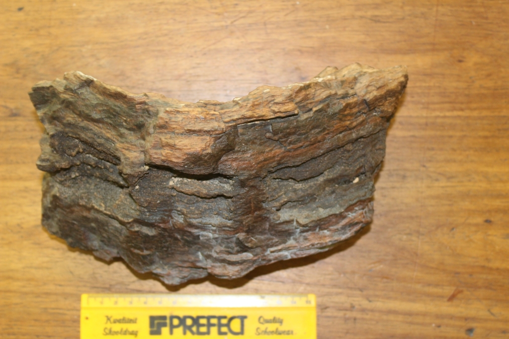 Agathoxylon