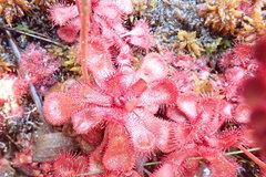 Drosera slackii