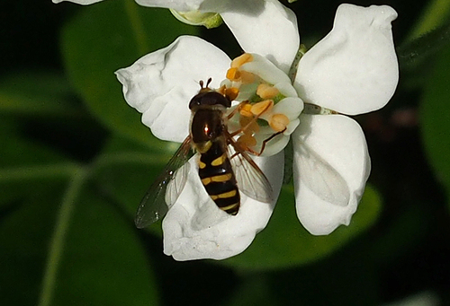 Unknown species found near Gonzales, Victoria, BC V8S, Canada