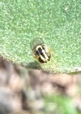 Unknown species found near W South Mountain Ave, Phoenix, AZ, US