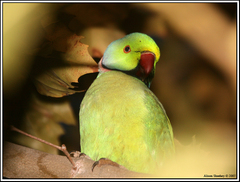Psittacula krameri