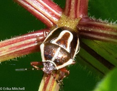 Perillus circumcinctus