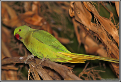 Psittacula krameri