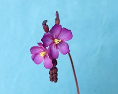 Drosera slackii