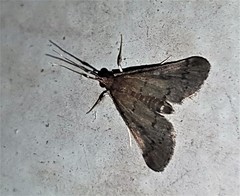 Piletocera macroperalis