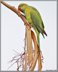 Psittacula krameri