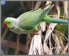 Psittacula krameri