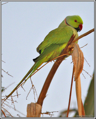 Psittacula krameri