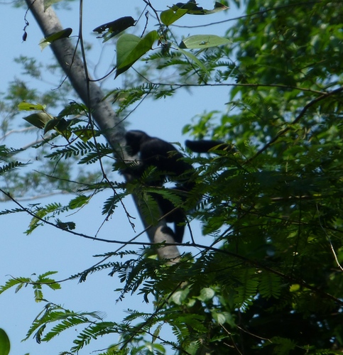 Red-nosed Bearded Saki