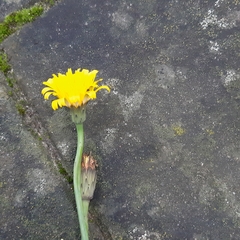 Hypochaeris radicata