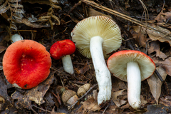 Russula mexicana