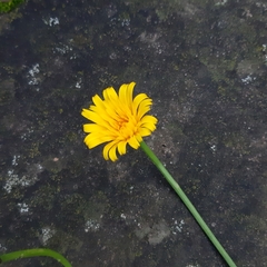 Hypochaeris radicata