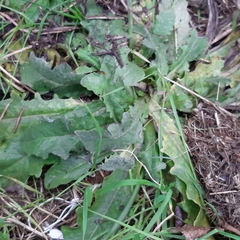 Hypochaeris radicata