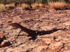 Varanus giganteus