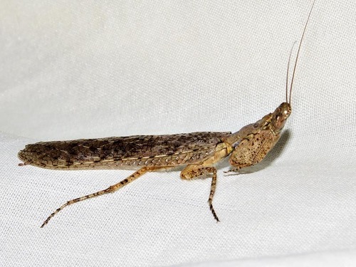 Holy Bark Mantid
