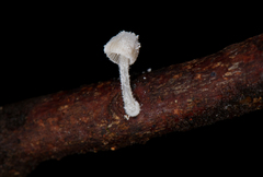 Mycena perlae