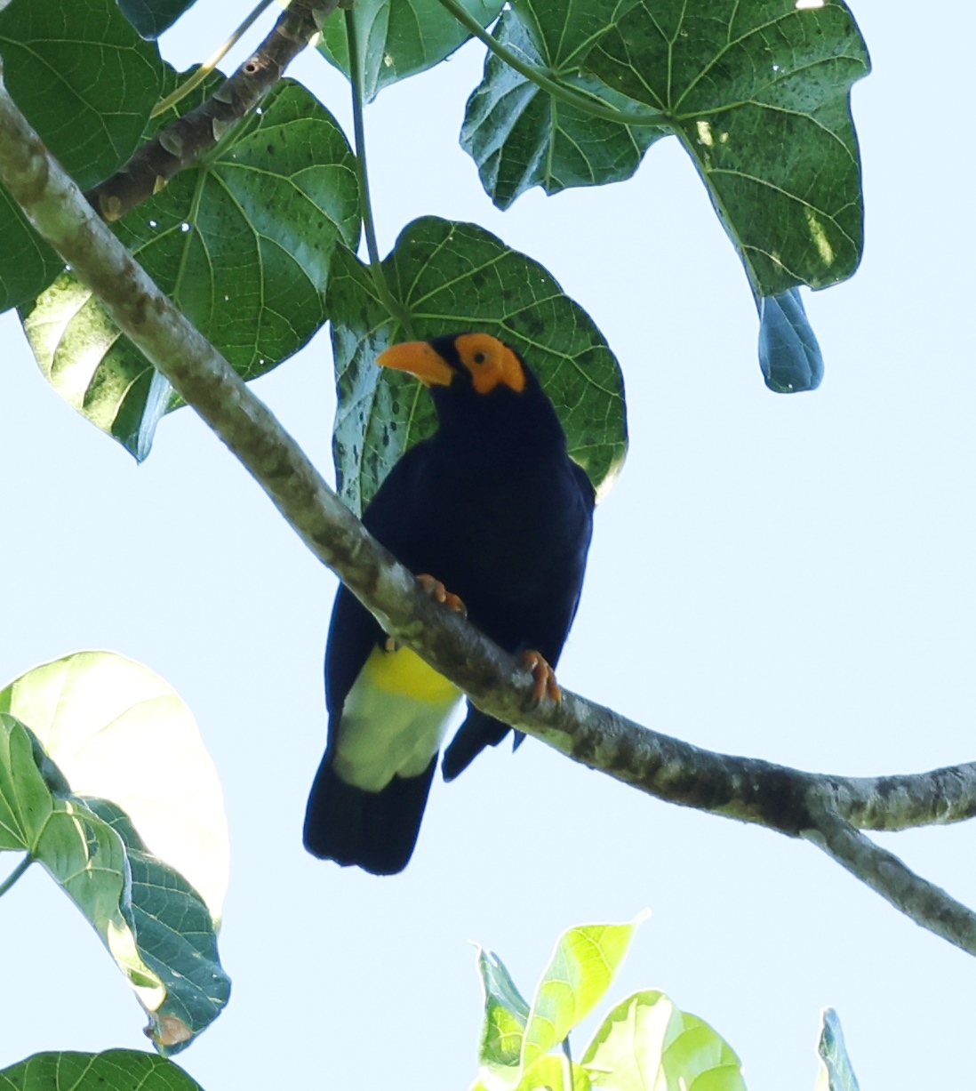 Long-tailed Myna (Mino kreffti), photo 1