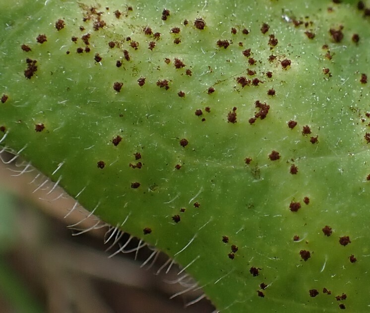 Puccinia hieracii