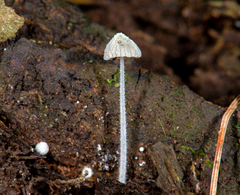 Mycena chloroxantha