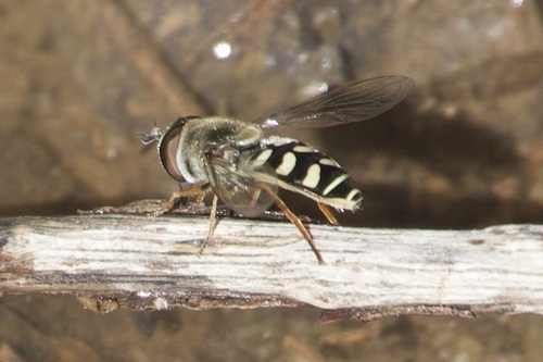 Unknown species found near Santa Cruz County, AZ, USA