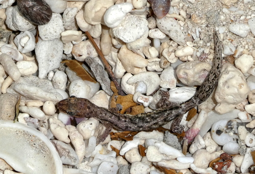 Toliara Ghost Gecko