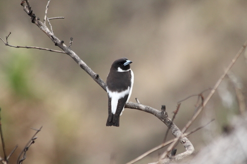 Artamus mentalis