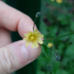 Lapsana communis