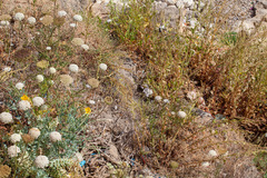 Daucus carota gummifer
