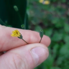 Lapsana communis