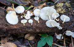 Ripartitella brasiliensis
