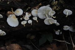 Ripartitella brasiliensis