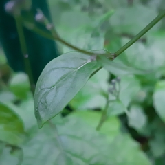 Lapsana communis