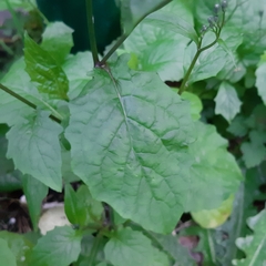 Lapsana communis