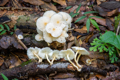 Ripartitella brasiliensis