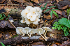 Ripartitella brasiliensis