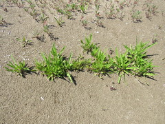 Rumex maritimus