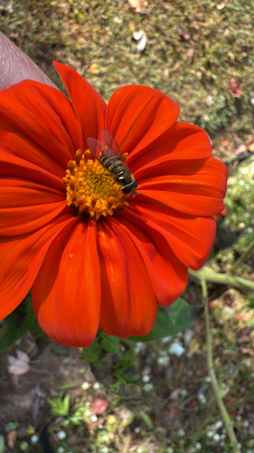 Unknown species found near Cross Field Rd, Greenville, SC, US
