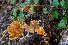 Polyporus guianensis