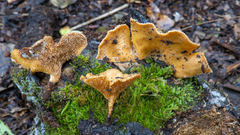 Polyporus guianensis