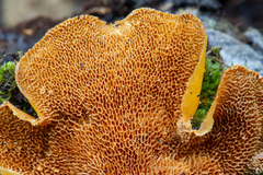 Polyporus guianensis