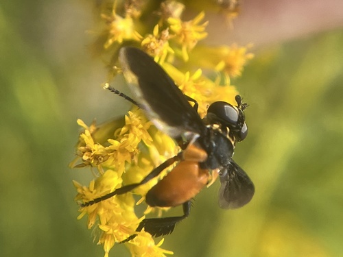 Unknown species found near George Washington Blvd, Ashburn, VA, US