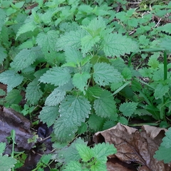 Urtica dioica