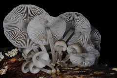 Mycena margarita