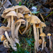 Psilocybe zapotecorum - Photo (c) Alan Rockefeller, some rights reserved (CC BY), uploaded by Alan Rockefeller